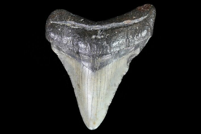 Juvenile Megalodon Tooth - Georgia #75391